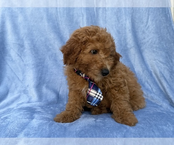 Medium Photo #6 Goldendoodle (Miniature) Puppy For Sale in LAKELAND, FL, USA