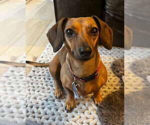 Dachshund Dogs for adoption in Bellevue, WA, USA