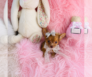 Chihuahua Puppy for sale in PEMBROKE PINES, FL, USA