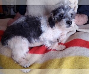 Maltese-Unknown Mix Puppy for sale in SNOWFLAKE, AZ, USA
