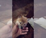 Puppy Puppy 2 Shiba Inu