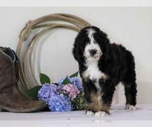 Bernedoodle Puppy for sale in FREDERICKSBG, OH, USA
