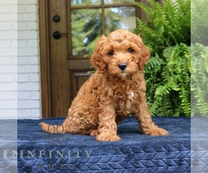 Cavapoo (Miniature) Puppy for sale in NARVON, PA, USA