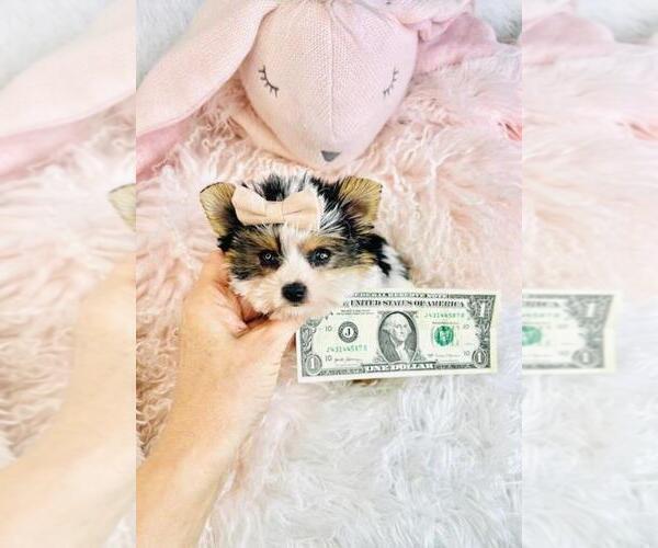 Medium Photo #1 Biewer Terrier Puppy For Sale in PEMBROKE PINES, FL, USA