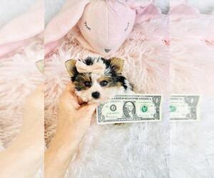 Biewer Terrier Puppy for Sale in PEMBROKE PINES, Florida USA