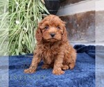 Small #2 Cavapoo (Miniature)