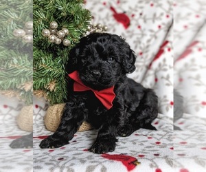 Double Doodle Puppy for sale in CHRISTIANA, PA, USA