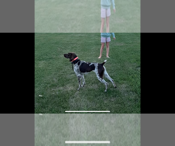 Medium Photo #1 German Shorthaired Pointer Puppy For Sale in HEWITT, MN, USA