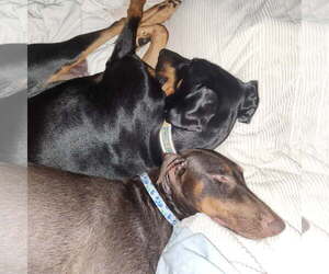 Freya - Female Doberman Pinscher Dog for Adoption - Photo #7