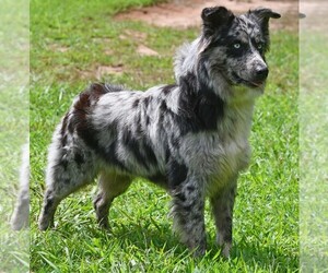 Father of the Australian Shepherd puppies born on 04/16/2021