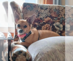Pico in RI - Male Chihuahua-Unknown Mix Dog for Adoption - Small photo