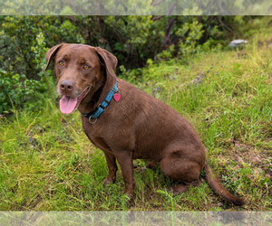 Labrador Retriever Dogs for adoption in Clovis, CA, USA