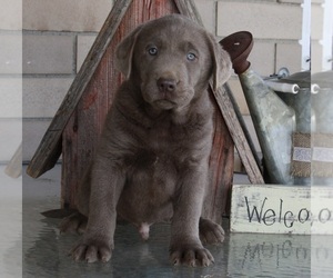 Labrador Retriever Puppy for sale in FREDERICKSBURG, OH, USA