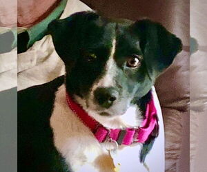 Rat Terrier-Unknown Mix Dogs for adoption in Atlanta, GA, USA