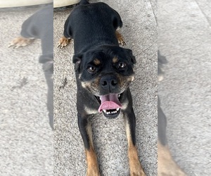 Father of the Carlin Pinscher puppies born on 03/30/2025
