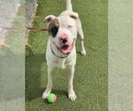 Small American Pit Bull Terrier