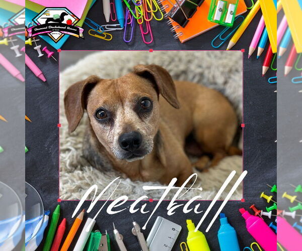 Medium Photo #4 Dachshund Puppy For Sale in San Antonio, TX, USA