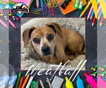 Small #3 Dachshund