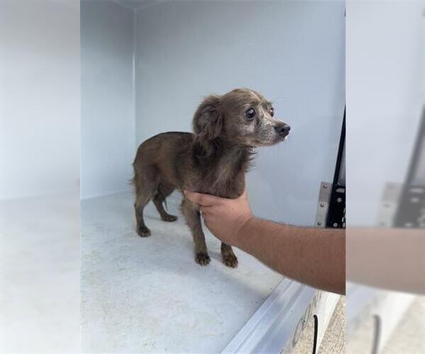 Medium Photo #1 Rat-Cha Puppy For Sale in Houston, TX, USA