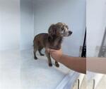 Small Rat-Cha