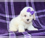 Hope - Female Bichpoo Puppy for Sale - Photo #8