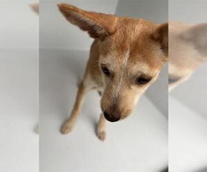 Chihuahua Dogs for adoption in Houston, TX, USA