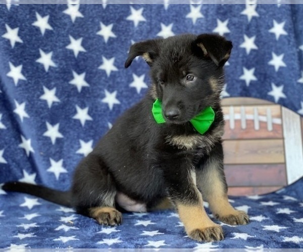 Medium Photo #4 German Shepherd Dog Puppy For Sale in LANCASTER, PA, USA