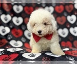Hex - Male Bichpoo Puppy for Sale - Photo #2