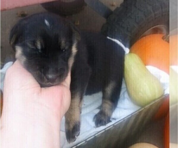 Medium Photo #4 Goberian Puppy For Sale in HEBRON, NE, USA