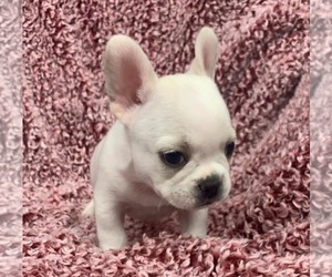 French Bulldog Puppy for sale in JOHNS ISLAND, SC, USA