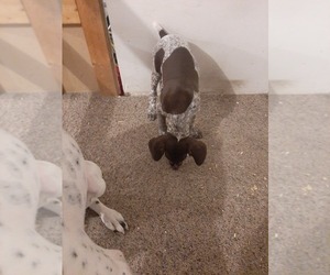 German Shorthaired Pointer Puppy for sale in ROCHESTER, MN, USA
