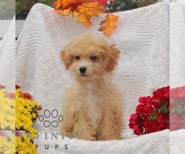 Medium Photo #2 Bichpoo Puppy For Sale in RISING SUN, MD, USA