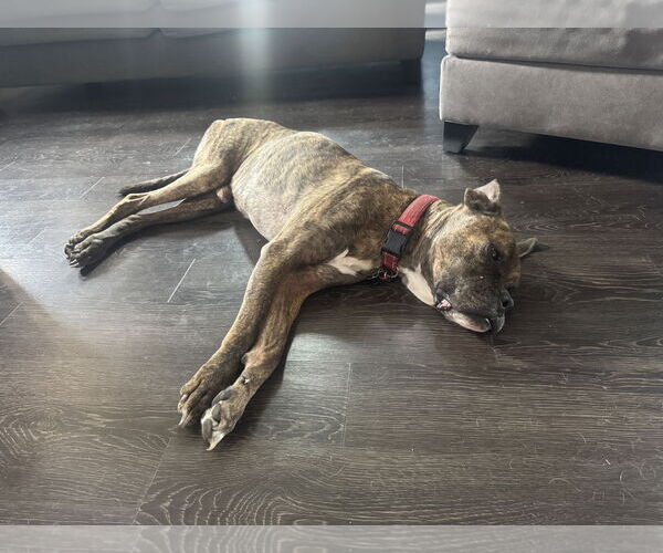 Medium Photo #3 Boxer Puppy For Sale in Woodbury, MN, USA