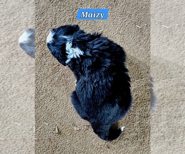Medium Photo #3 Bernese Mountain Dog Puppy For Sale in SUPERIOR, WI, USA