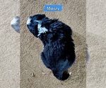 Small #1 Bernese Mountain Dog