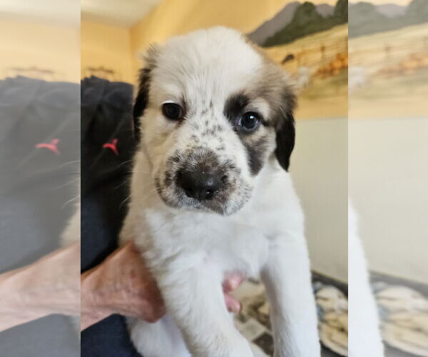 Medium Photo #2 Border Collie-Unknown Mix Puppy For Sale in Agoura Hills, CA, USA