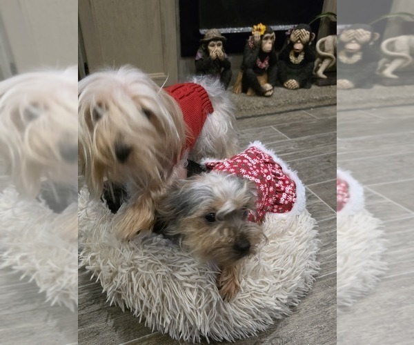 Medium Photo #1 Yorkshire Terrier Puppy For Sale in ALEXANDER CITY, AL, USA