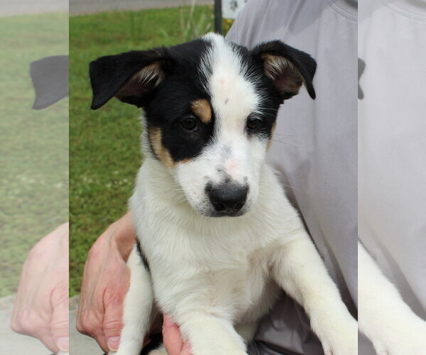 Medium Photo #1 Mutt Puppy For Sale in Prattville, AL, USA