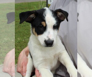 Mutt Dogs for adoption in Prattville, AL, USA