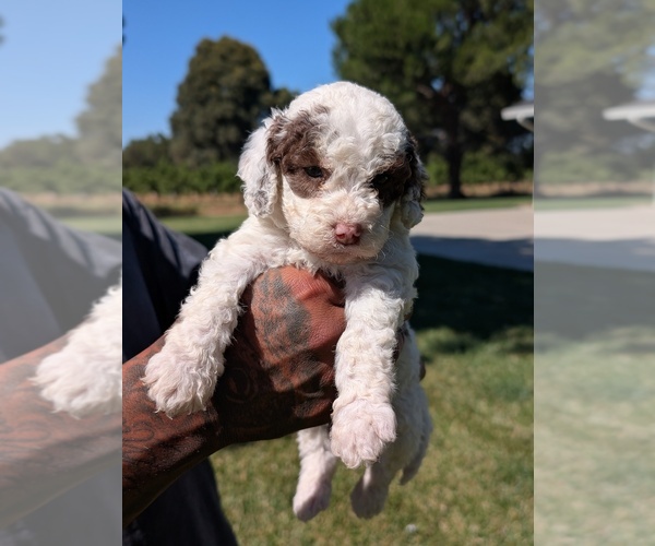 Medium Photo #3 Bernedoodle-Cavapoo (Miniature) Mix Puppy For Sale in SACRAMENTO, CA, USA
