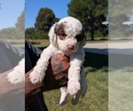 Small #2 Bernedoodle-Cavapoo (Miniature) Mix