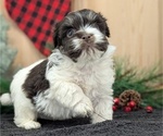 Small #4 Havanese