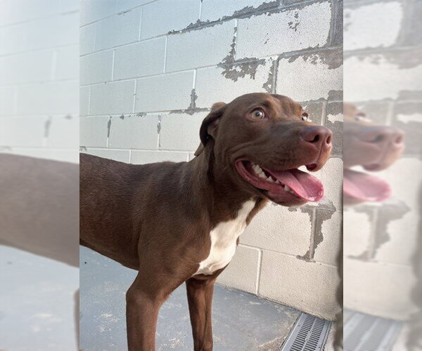 Medium Photo #1 American Pit Bull Terrier-Unknown Mix Puppy For Sale in Corpus Christi, TX, USA