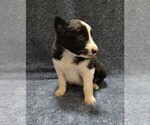Small #16 Border Collie