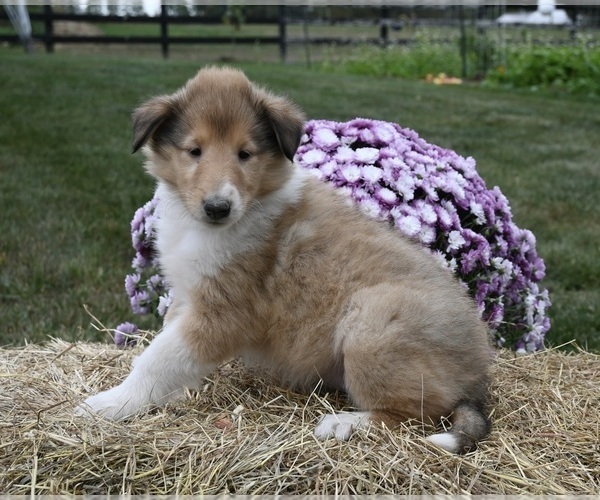 Medium Photo #1 Collie Puppy For Sale in FREDERICKSBURG, OH, USA