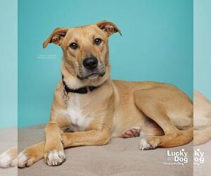 Luca - Male Mutt Dog for Adoption - Photo #9