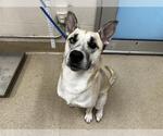 Small German Shepherd Dog-Siberian Husky Mix