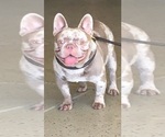 Small Photo #5 French Bulldog Puppy For Sale in PLACERVILLE, CA, USA