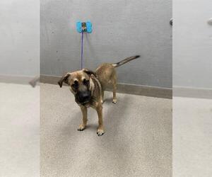 Labrador Retriever-Unknown Mix Dogs for adoption in Las Vegas, NV, USA