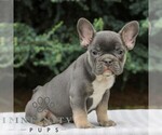 Small #1 French Bulldog